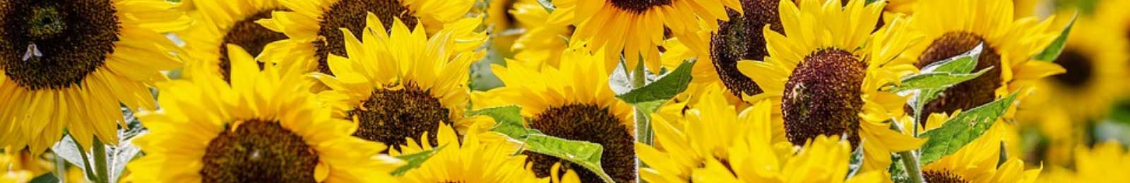 Sun Flowers