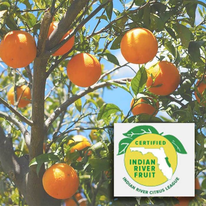 A Little History on Indian River Citrus