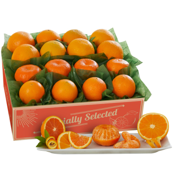 Product Image of The Orange Buzz