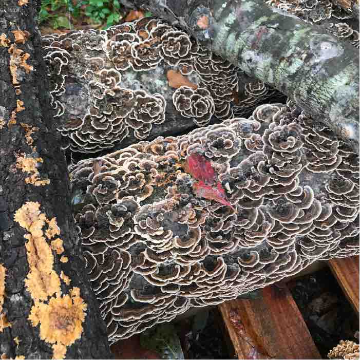 Turkey tail mushrooms growing on the ends of logs