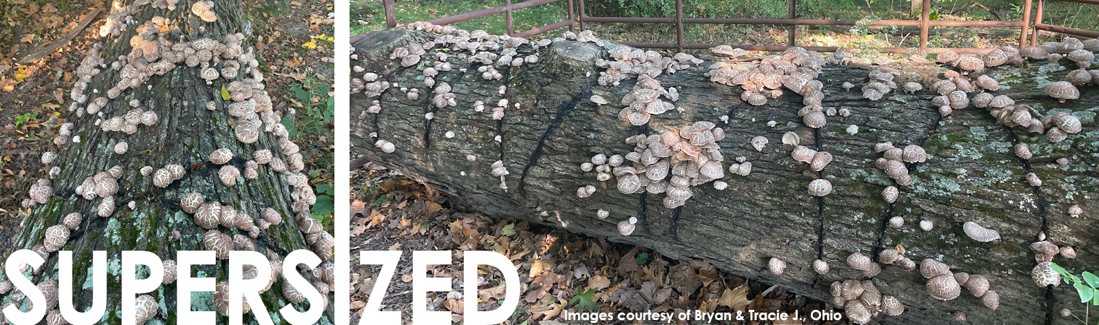 shiitake mushrooms on log