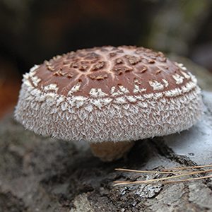 Shiitake on Logs