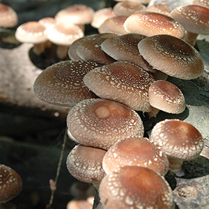 Shiitake on Logs