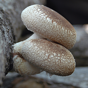 Shiitake on Logs