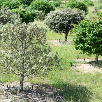 Truffle Tree Set (4 seedlings)