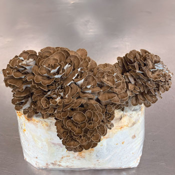 Maitake (Grifola frondosa) Grain Spawn