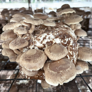 Shiitake Hardwood Pellet Block Kit