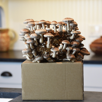 Shiitake Table Top Farm