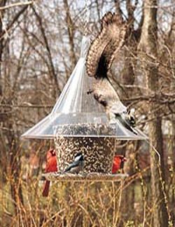 Sky Cafe Bird Feeder