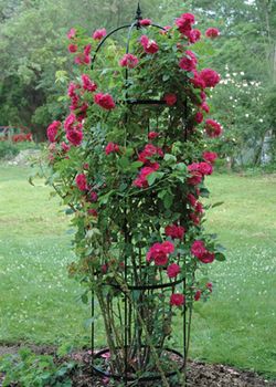 Medium Rose Pillar Obelisk