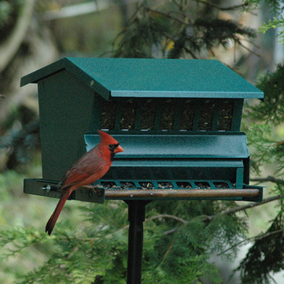 Absolute Squirrel Proof Feeder