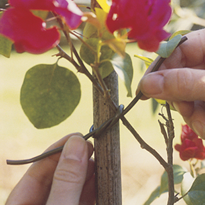 Plant Ties