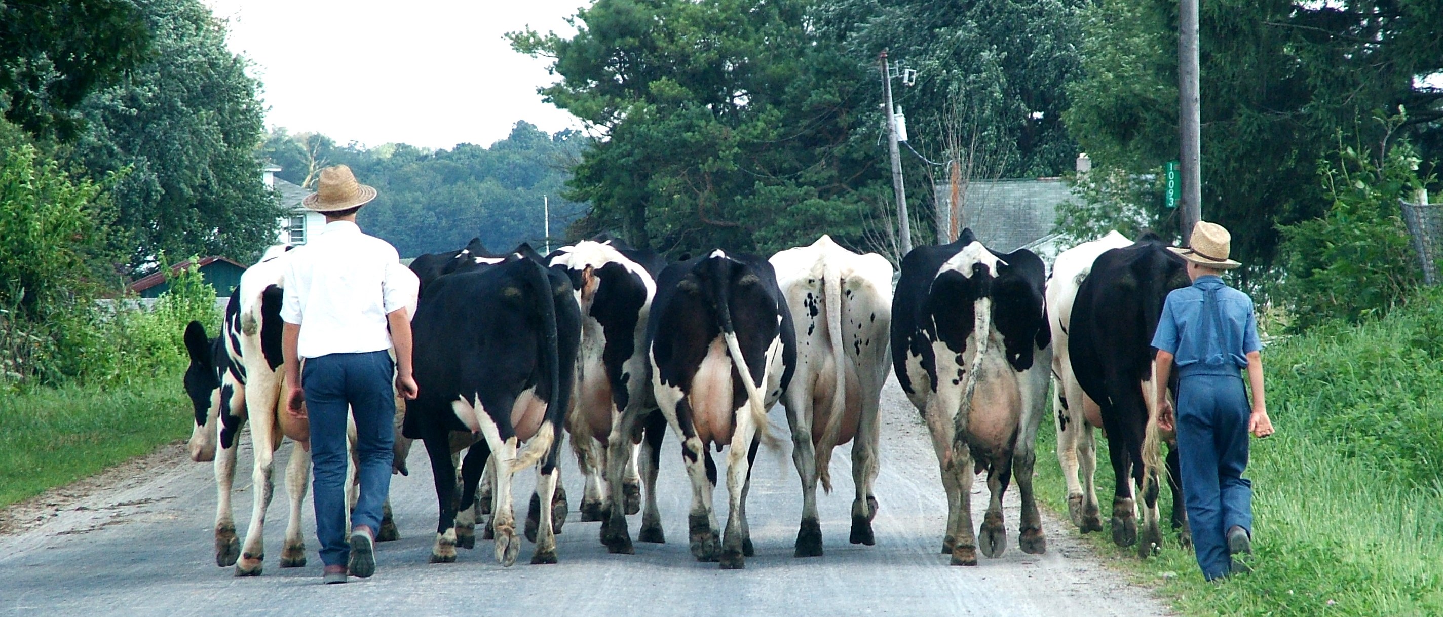 Younger family members driving cows along a back road