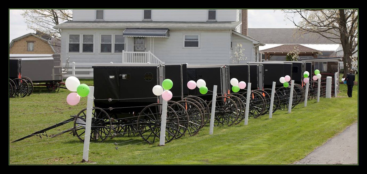 Decorated buggies waiting outside of farm house for Amish wedding party 