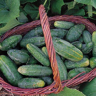 Bushy Cucumber Seeds