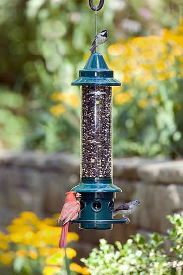 Squirrel Buster Plus Birdfeeder