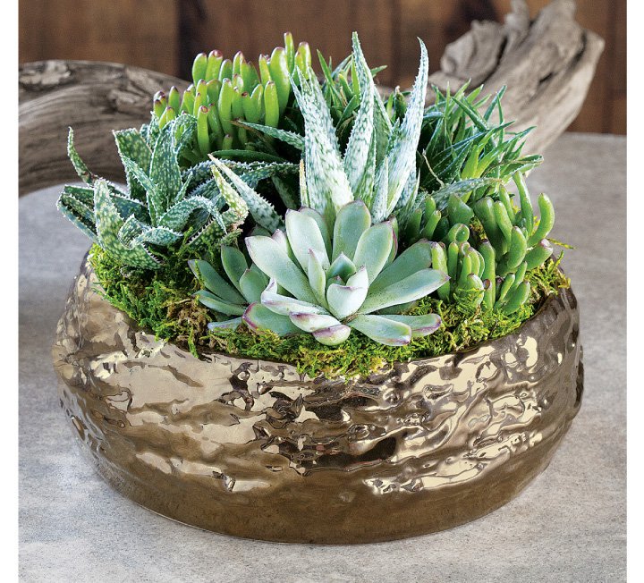 Gilded Succulent Potager