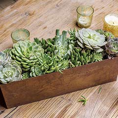 Rustic Succulent