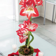 Potted Amaryllis Bulb