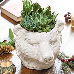 Product Image of Winter Bear Succulent