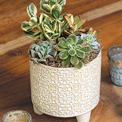 Product Image of Fairmont Succulent Planter