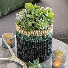 Product Image of Woven Basket Succulent