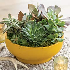 Product Image of Goldenrod Pedestal Succulent