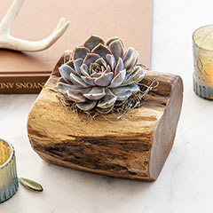 Product Image of Teak Block Succulent