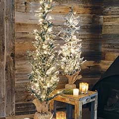 Product Image of Snowy Lit Evergreens