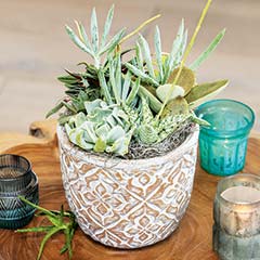 Product Image of Cordoba Succulent