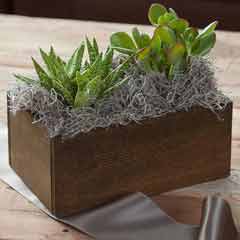 Product Image of Duet Succulent Trough