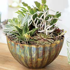 Product Image of Harmony Succulent Garden