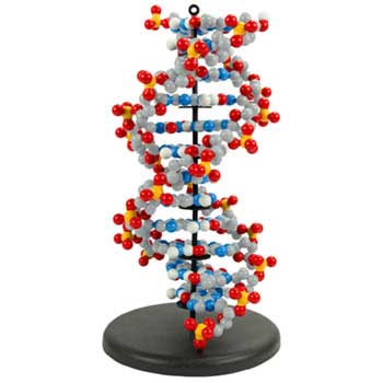 Dynamic DNA - Dynamic DNA 12-Base Pair Set