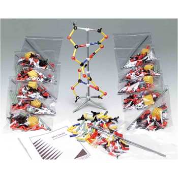 DNA Model Kit