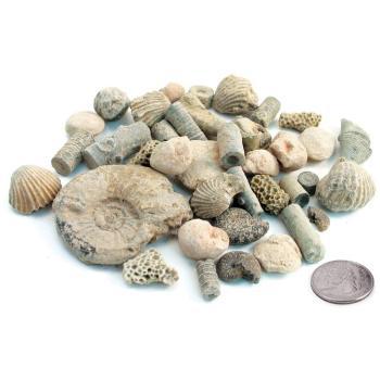 Fossil Sorting Kit