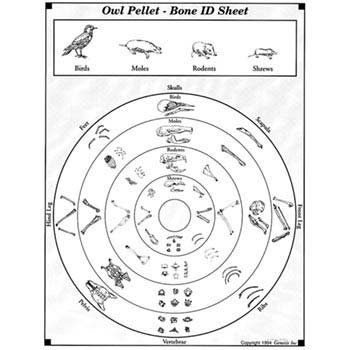 Bone Sorting & ID Guides - Bone Sorting & ID Sheets (15/pkg)