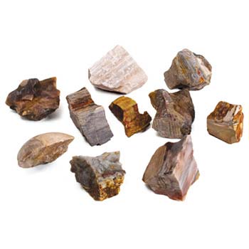 Petrified Wood (10 pieces)