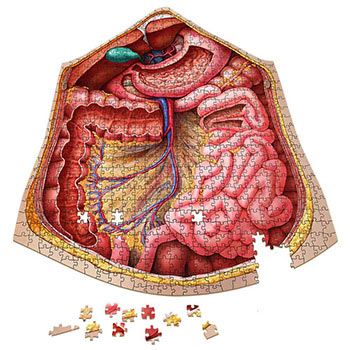 Anatomy Jigsaw Puzzle: Abdomen