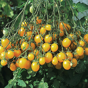 Open Pollinated Grape Tomato Seeds