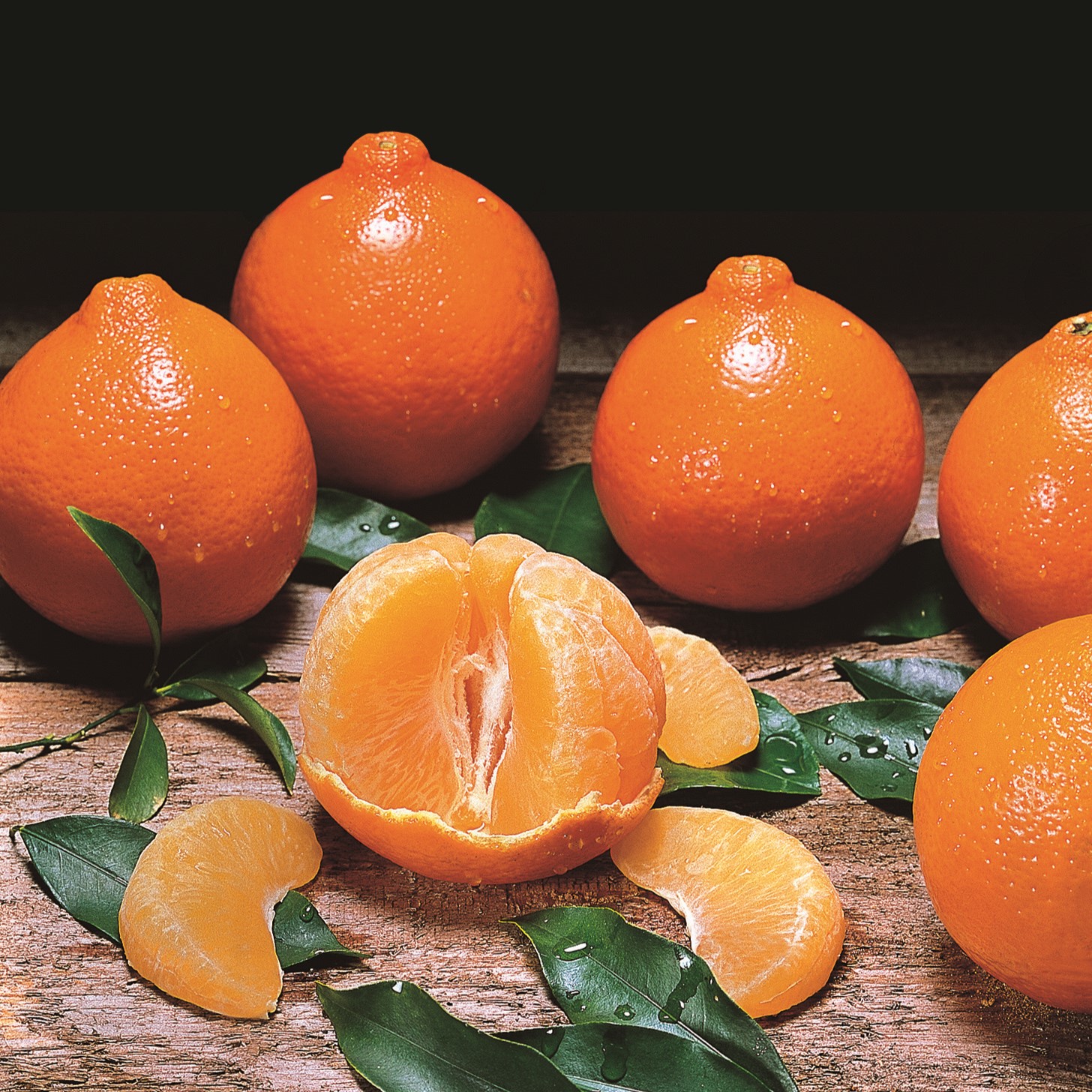 Honeybell Oranges - Trays