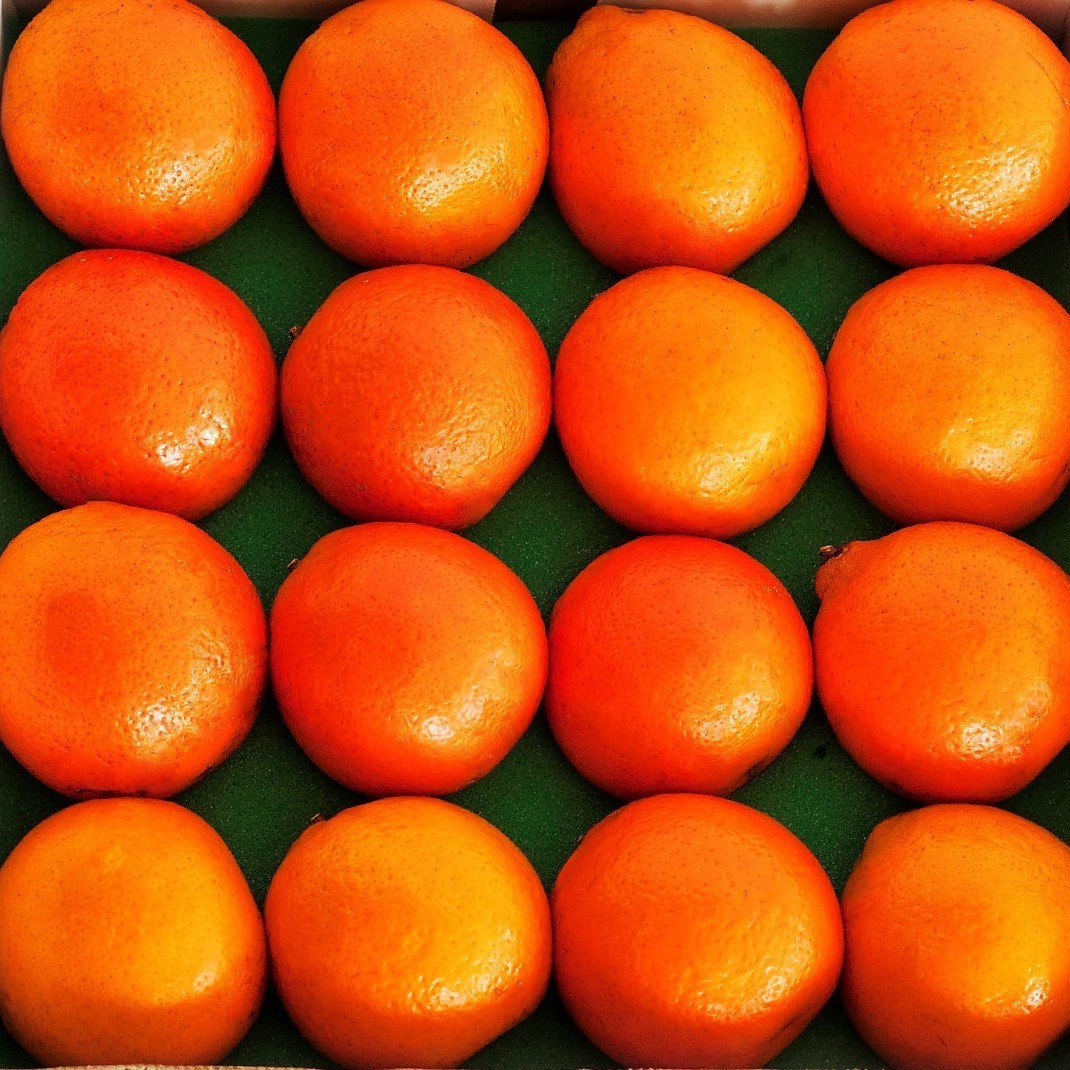 16 Honeybells