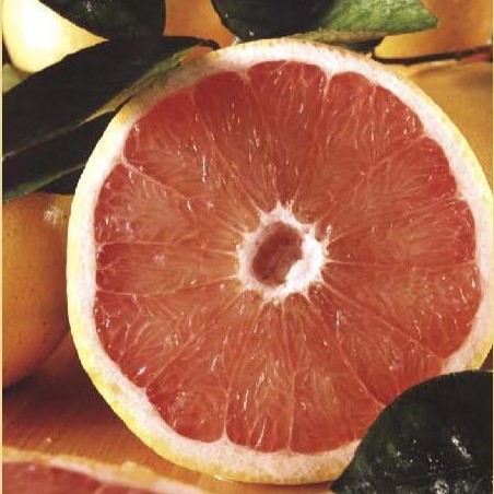 16 Petite Ruby Red Grapefruit