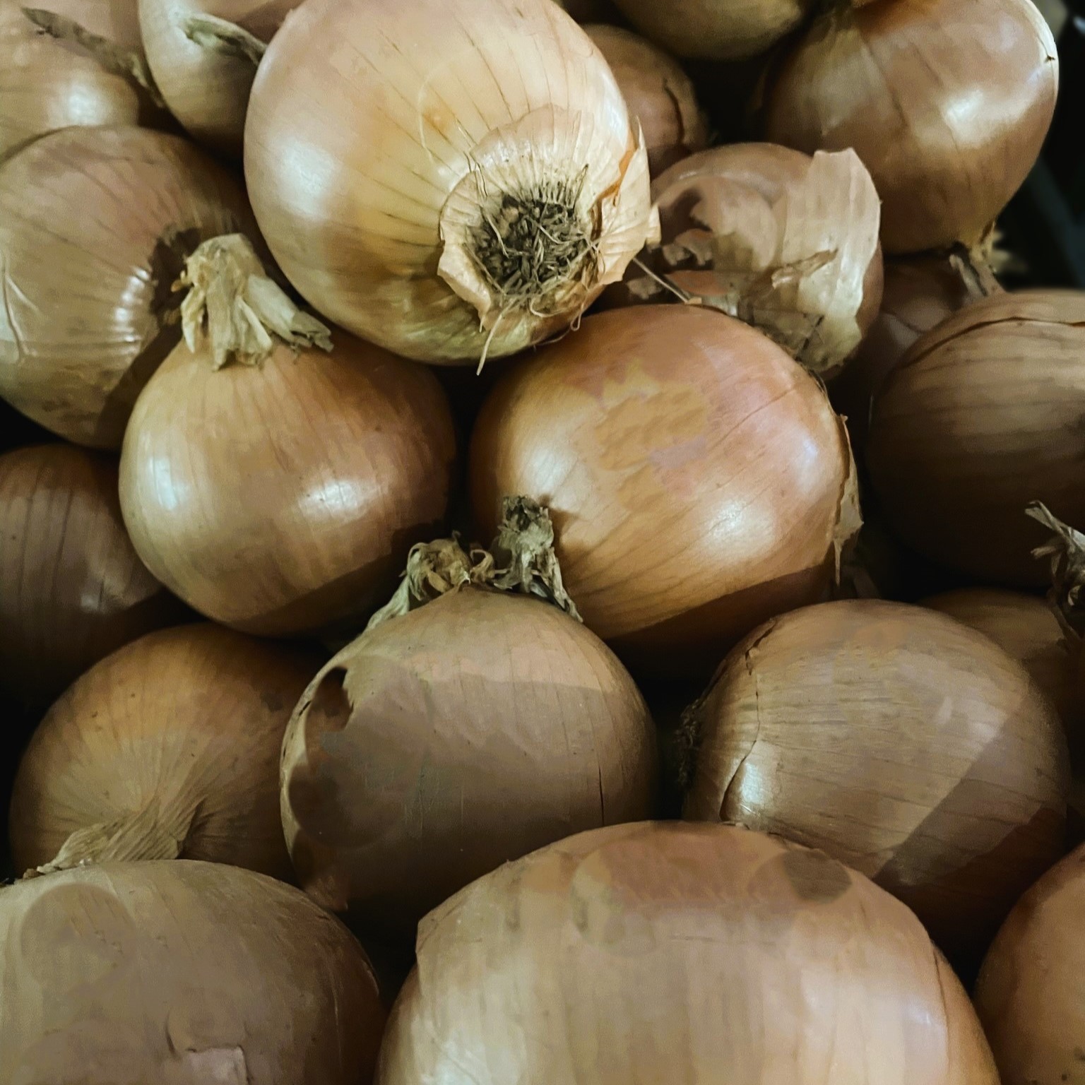 Onions - Spanish